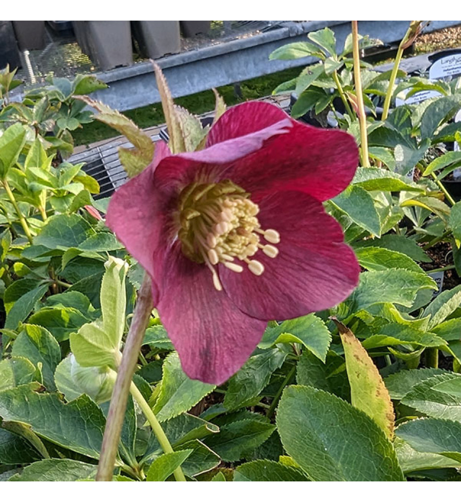 Helleborus x hybridus Single Red (1lt)