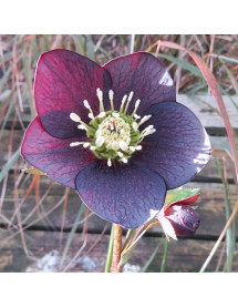 Helleborus x hybridus Single Slate (1lt) Helleborus x hybridus Single Slate (1lt)