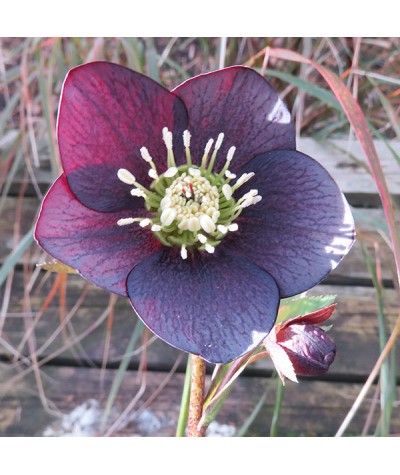 Helleborus x hybridus Single Slate (1lt)