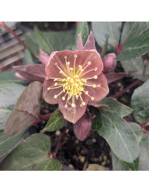 Helleborus x sternii Flame (2lt)