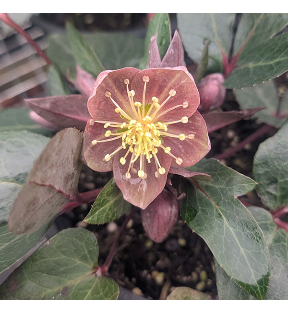 Helleborus x sternii Flame (2lt)
