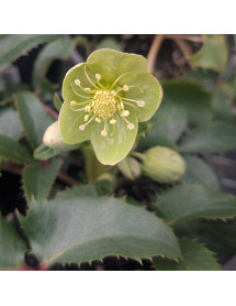 Helleborus x sternii Tom (2lt)
