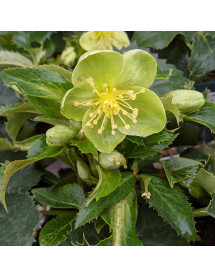 Helleborus x sternii Tom (2lt)