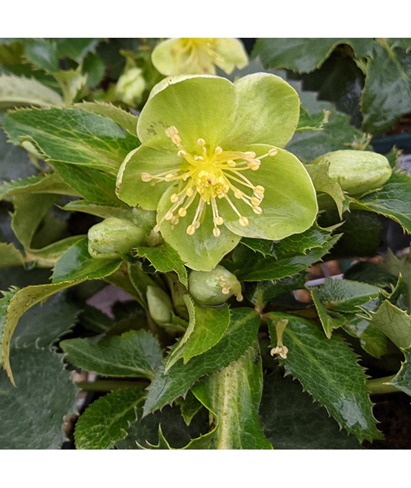 Helleborus x sternii Wilgenbroek Selection (2lt) Helleborus x sternii Wilgenbroek Selection (2lt)