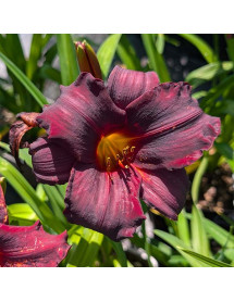 Hemerocallis African Chant (1.5lt)