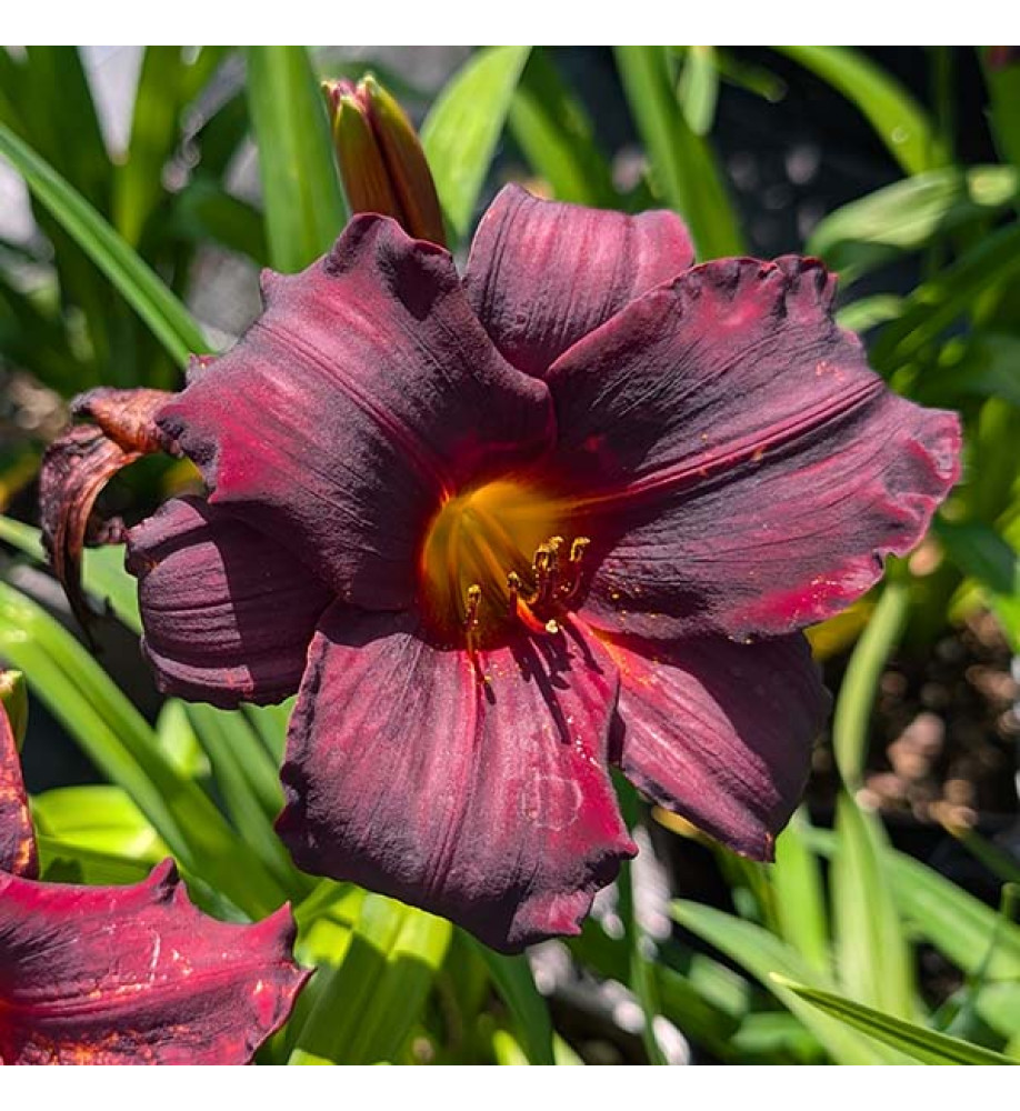Hemerocallis African Chant (1.5lt)