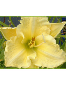 Hemerocallis Brocaded Gown (3lt)