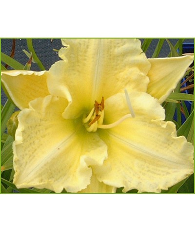 Hemerocallis Brocaded Gown (1.5lt)