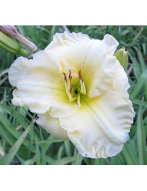 Hemerocallis Brocaded Gown (3lt)