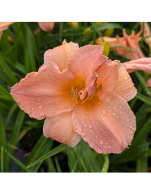 Hemerocallis Chicago Cherry (3lt)