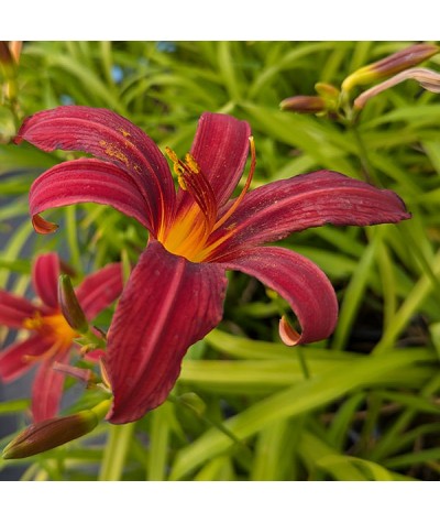 Hemerocallis Crimson Pirate (2lt)