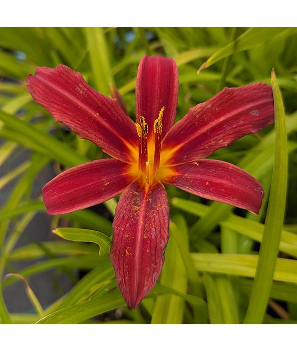 Hemerocallis Crimson Pirate (2lt)