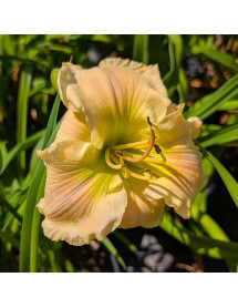 Hemerocallis Druid's Circle (3lt)