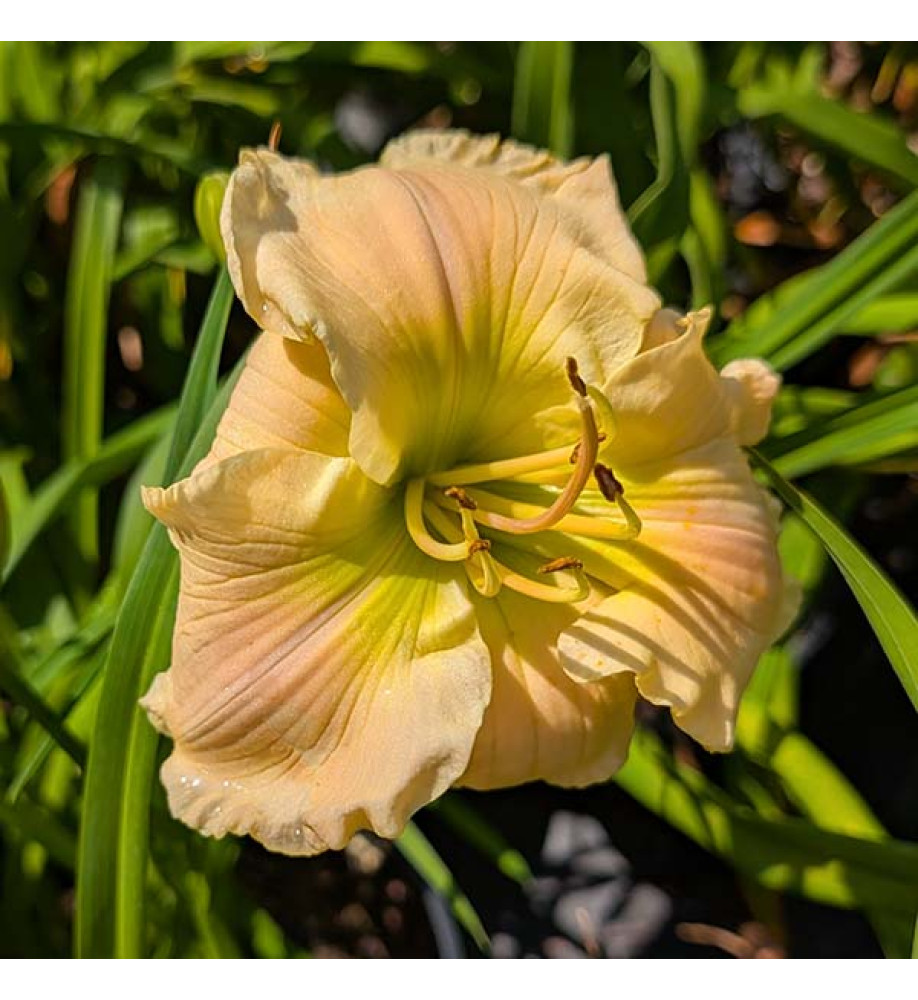 Hemerocallis Druid's Circle (3lt)