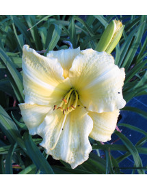 Hemerocallis Fashion Drama (3lt)