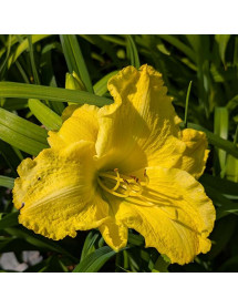 Hemerocallis Fashion Drama (3lt)