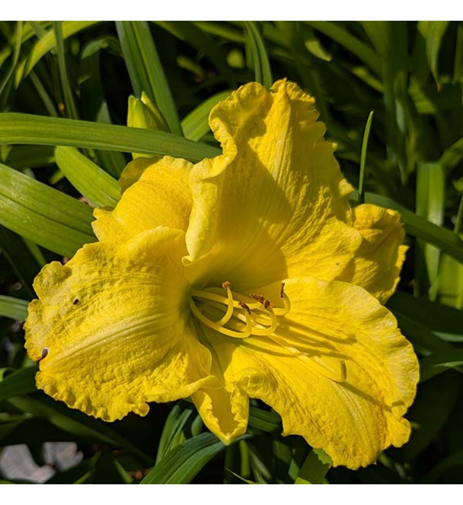 Hemerocallis Fashion Drama (3lt)