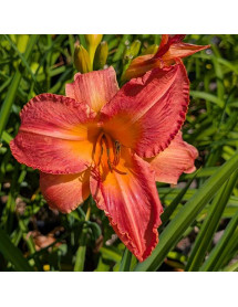 Hemerocallis Gaughin (3lt)