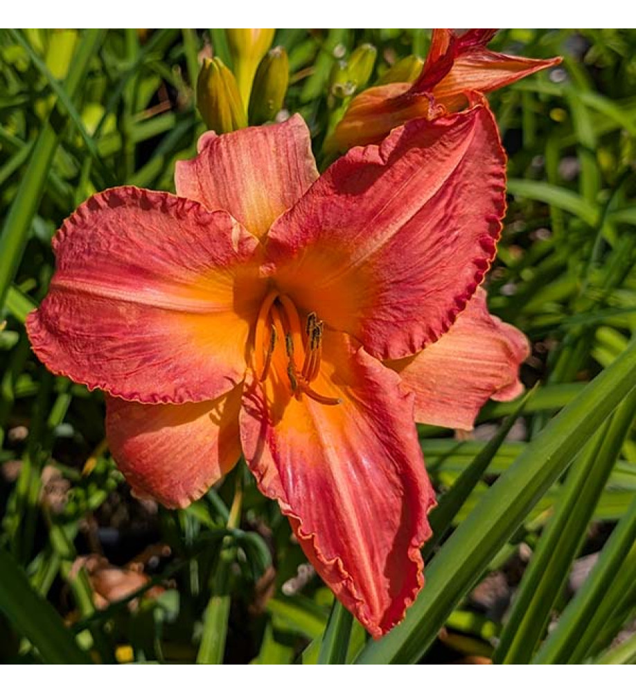 Hemerocallis Gaughin (3lt)