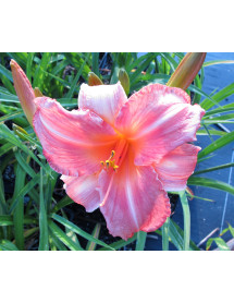 Hemerocallis Gaughin (3lt)