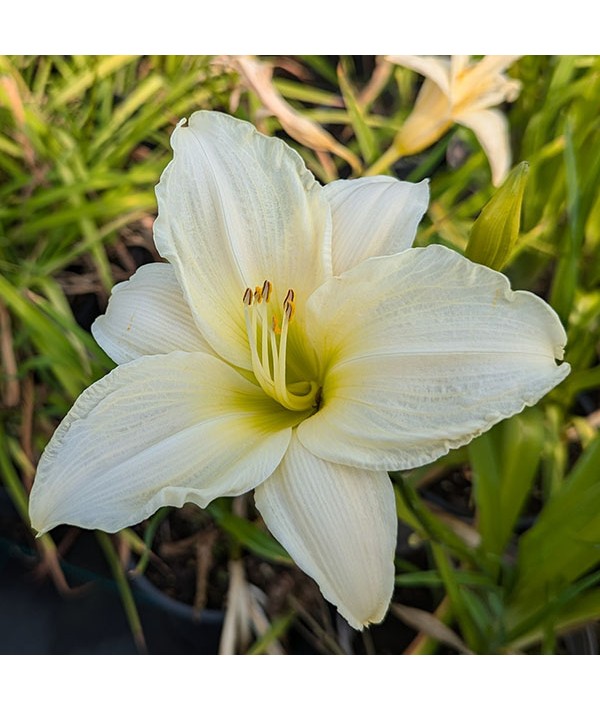 Hemerocallis Gentle Shepherd (2lt)