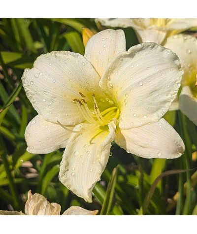 Hemerocallis Gentle Shepherd (2lt)