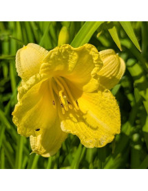 Hemerocallis Happy Returns (3lt)