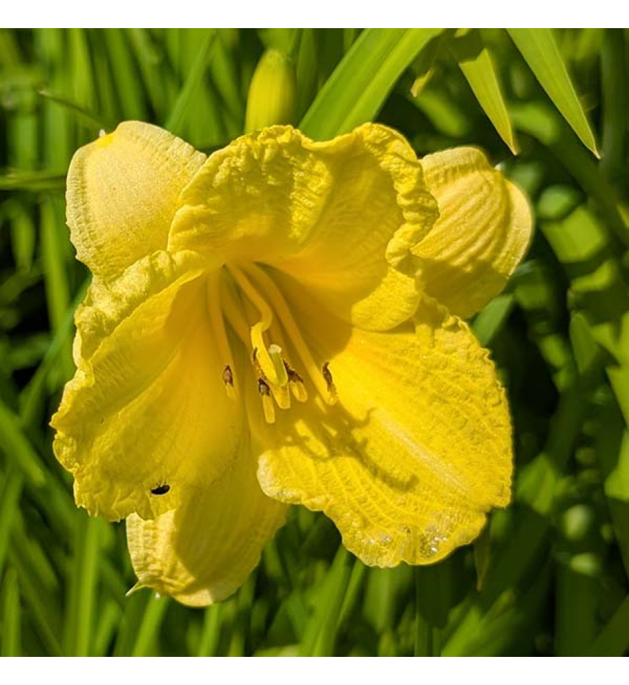Hemerocallis Happy Returns (3lt)