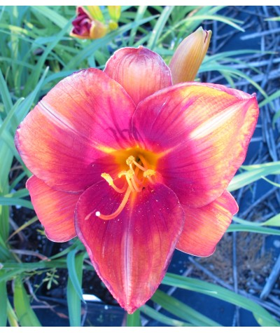 Hemerocallis Hot Town (1.5lt)