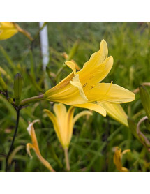 Hemerocallis lilioasphodelus (3lt)