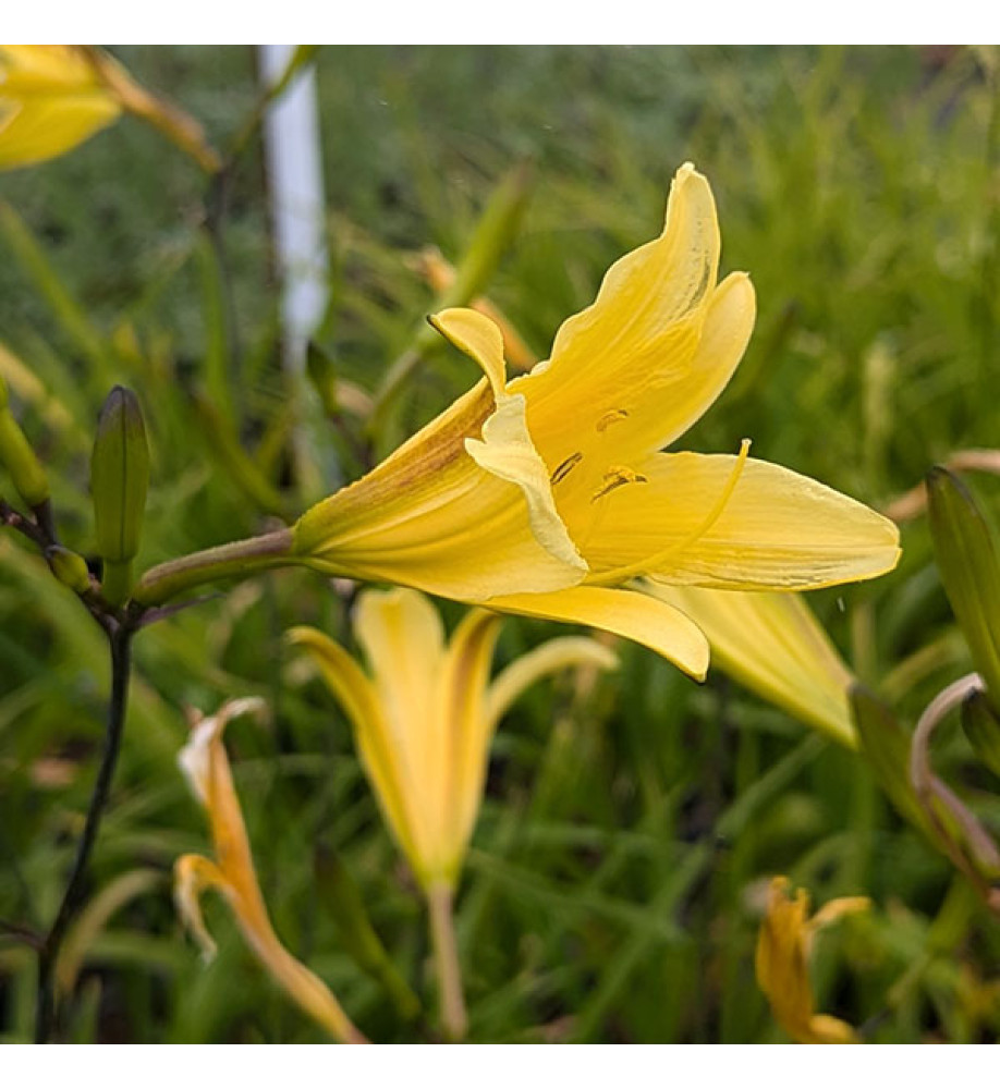 Hemerocallis lilioasphodelus (3lt)