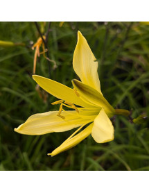 Hemerocallis lilioasphodelus (3lt)