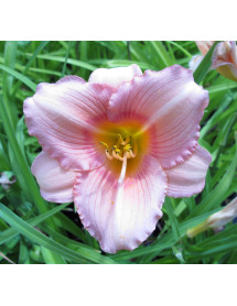 Hemerocallis Look At Me (3lt)