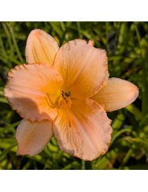 Hemerocallis Lulu's Knobby (3lt)