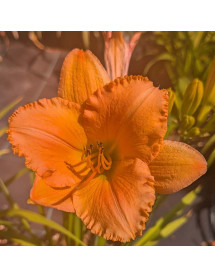 Hemerocallis Lulu's Knobby (3lt)