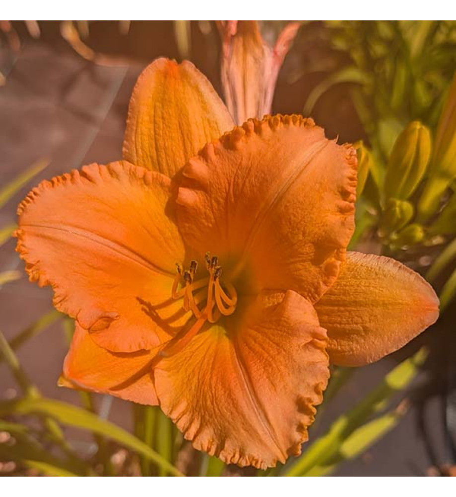 Hemerocallis Lulu's Knobby (3lt)