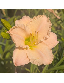 Hemerocallis Luxury Lace (3lt)