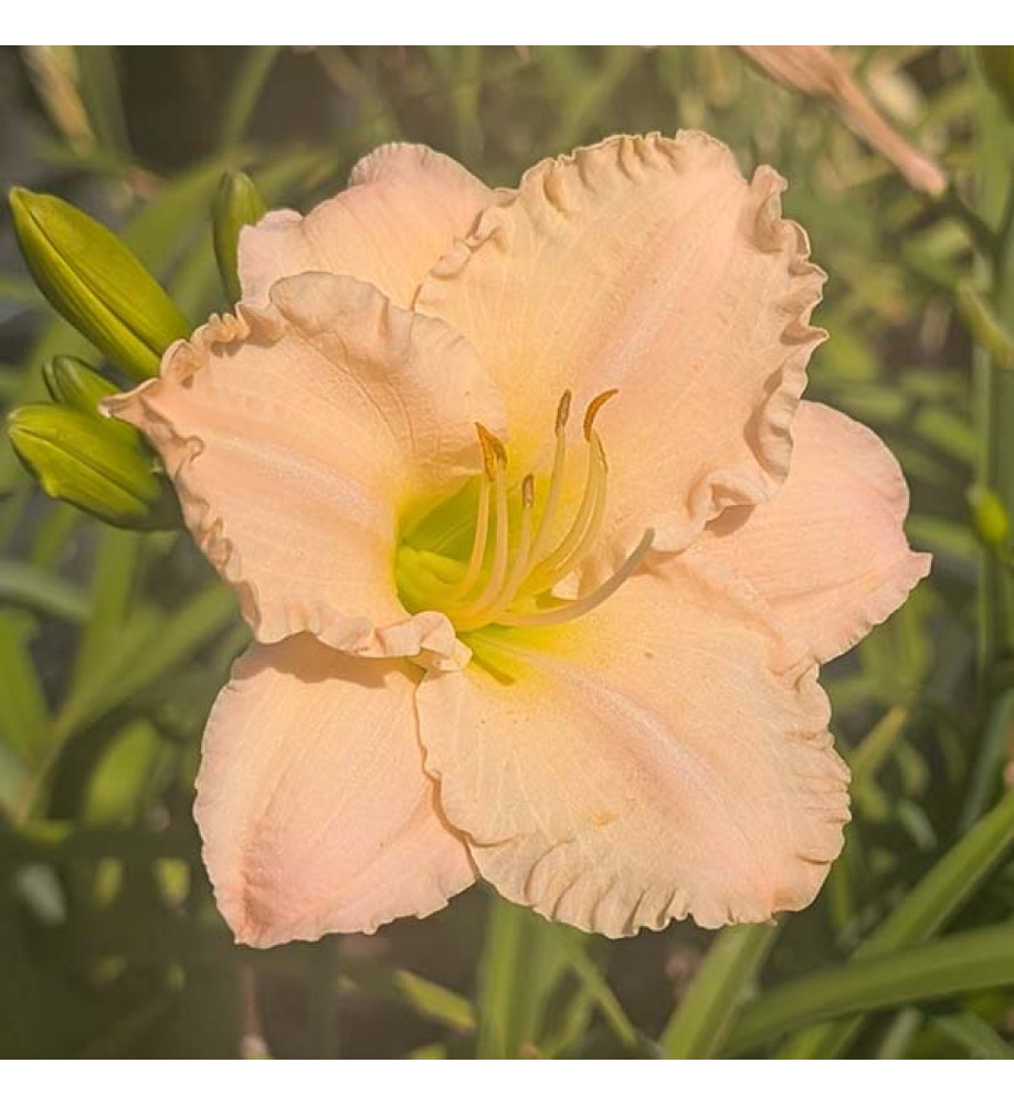 Hemerocallis Luxury Lace (3lt)