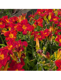 Hemerocallis Palace Guard (3lt)