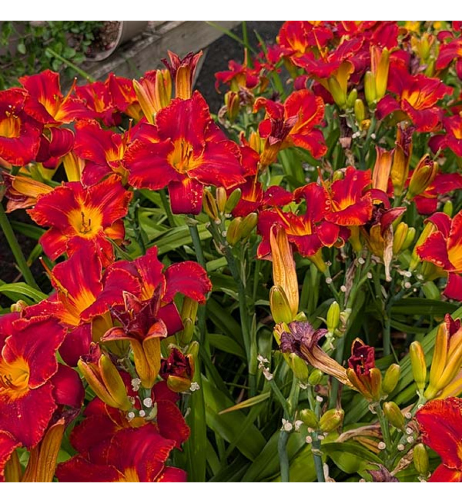 Hemerocallis Palace Guard (3lt)