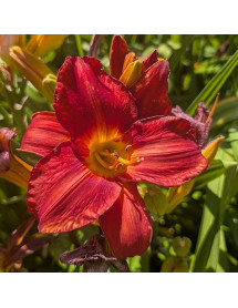 Hemerocallis Palace Guard (3lt)