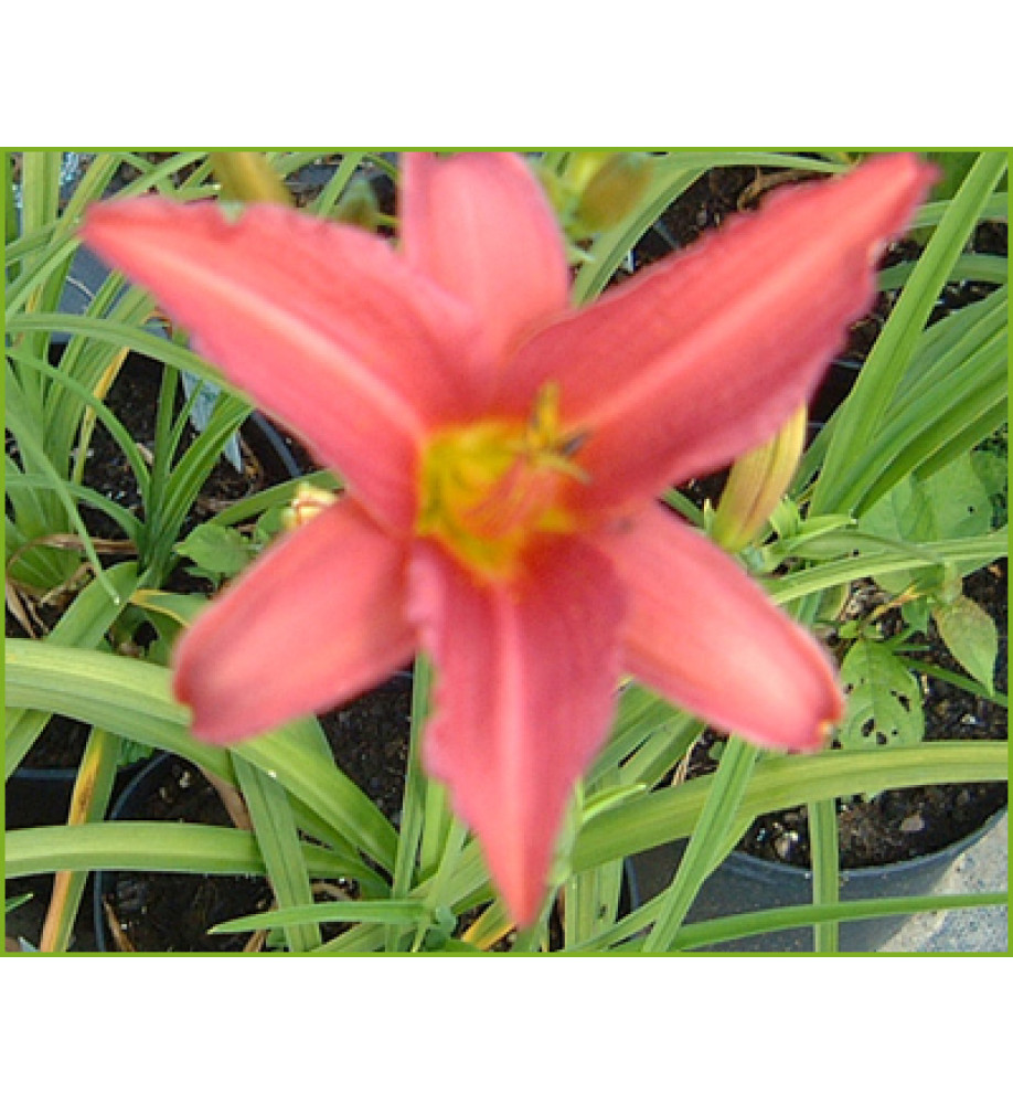 Hemerocallis Pink Damask (3lt)