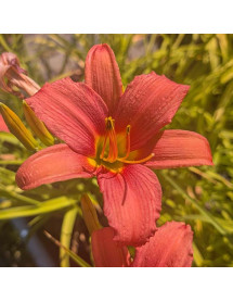 Hemerocallis Pink Damask (3lt)