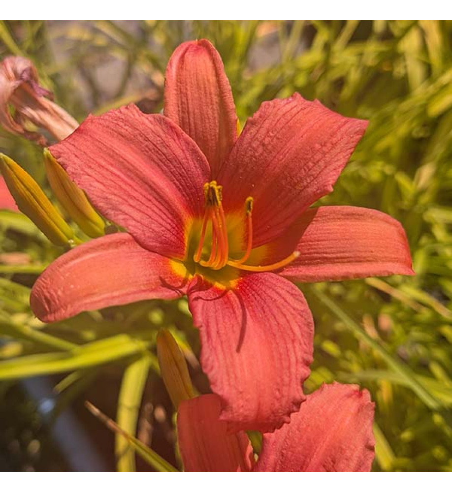 Hemerocallis Pink Damask (3lt)