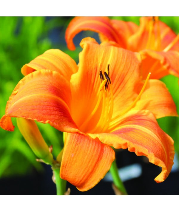 Hemerocallis Rocket City (1.5lt)