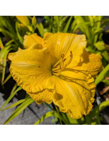 Hemerocallis Shock Waves (3lt)