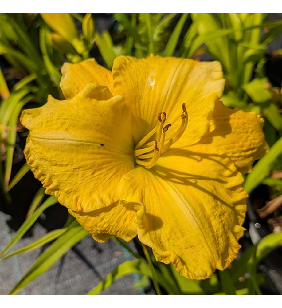 Hemerocallis Shock Waves (3lt)