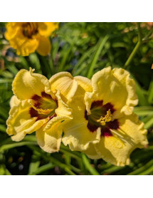 Hemerocallis Siloam Doodle Bug (3lt)