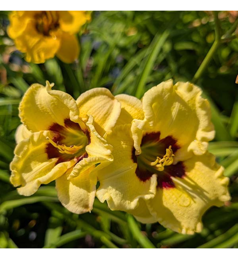 Hemerocallis Siloam Doodle Bug (3lt)