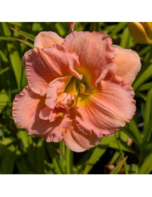 Hemerocallis Siloam Double Classic (3lt)